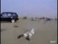 Arab bijt in het stof