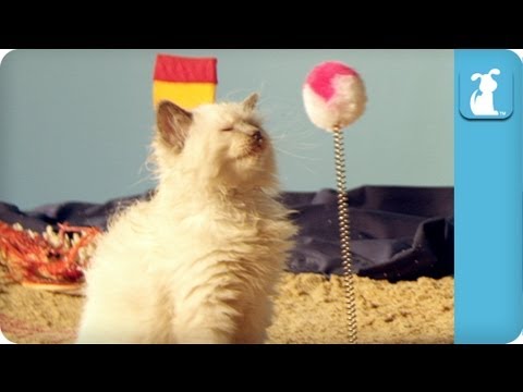 Precious Kittens Playing On The Beach - Cats At Play