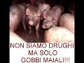 Gobbi maiali Gobbi maiali