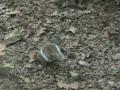 A Day in Central Park