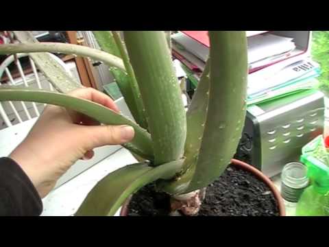 how to care for aloe vera houseplant