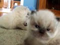 The Himalayan Kittens