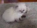 Adorable Himalayan Kittens