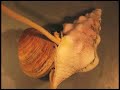 Solving a snail shel