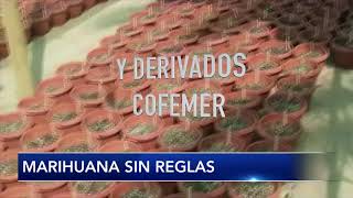 Marihuana sin reglas