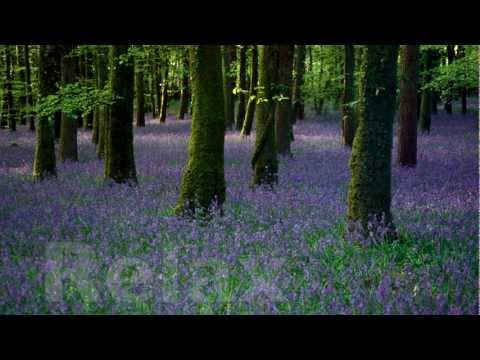 johnnielawson - This short Trailer gives you a sense of the relaxed feeling you will find on my channel. I look forward to meeting you there. Take a few moments to relax and...