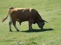 Lagos de Covadonga Collado el Jito Vega de Ario
