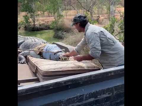 An Australian crocodile wrangler has captured and relocated a five-metre croc that was preying on .
