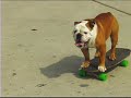Longboard Habit DVD... \"Tillman\" the skateboarding Bulldog (In the \"Just For Laughs\" section) Longboard Habit DVD... \"Tillman\" the skateboarding Bulldog (In the \"Just For Laughs\" section)