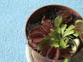Dionaea catching a spider