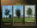 Training Young Trees for Structure and Form/Wildland Fire