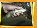peche a la mouche ...les poissons
