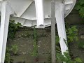 young birds