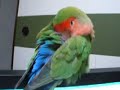 sleepy bird