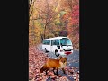 FOX GETS HIT BY BUS