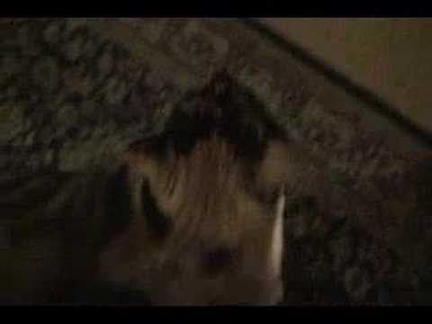 cats meowing christmas songs