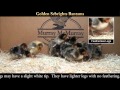 Video: Golden Sebright Baby Chicks