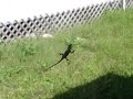 Teh lizard hit