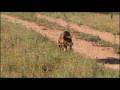 videos de cachorros pastoreando