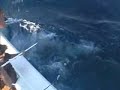 marlin sport fishing acapulco pesca de pez vela yate altair marlin sport fishing acapulco pesca de pez vela yate altair