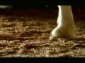 Budweiser Clydesdales family tv ad Budweiser Clydesdales family tv ad