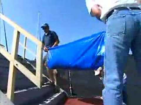 Great White Shark: Road Trip