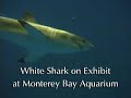 Great White Shark: Road Trip