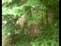 videos de pinda