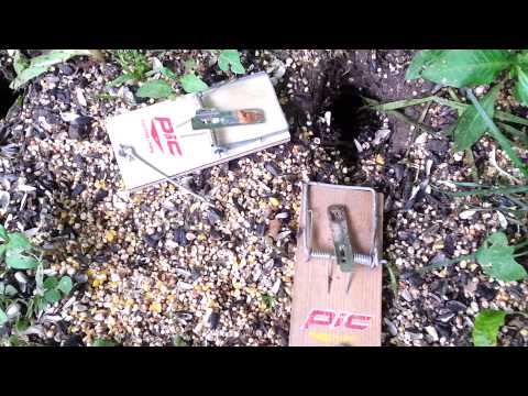 how to get rid voles