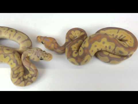 YouTube reptile video