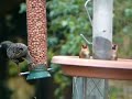 Bird feeder Starling and Goldfinches