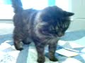 Animal Care Lancaster Milo Part 1