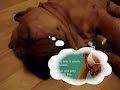 Benny Benassi - Satisfaction (Dog Dream)