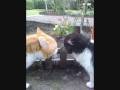 Chat marrant qui chante