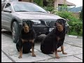 RIP Rotty GIMA 1995-2008