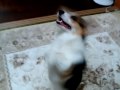 ???????????????????Welsh corgi pembroke?