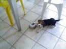 balah y su plato