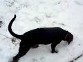 Leu and the snow