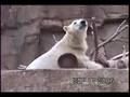 Polar Bear 001