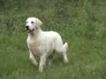 Nativegold Diamond Forever to Ria Vela 11 months old