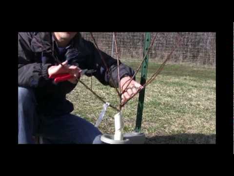 how to prune a peach tree