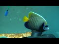 Adult Imperator \"Emperor\" Angelfish Adult Imperator \"Emperor\" Angelfish