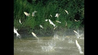 Midwest battles to keep invasive Asian carp out of the Great Lakes