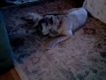 Neapolitan Mastiff and good poodle gone wild