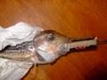 Flying rocketfish. Blown up...