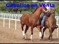 caballos en venta la dona