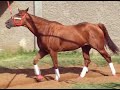 CABALLOS EN VENTA LA DONA