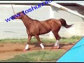 caballos en venta la dona