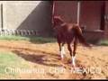 CABALLOS EN VENTA LA DONA