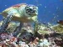 Diving in the Maldives 3